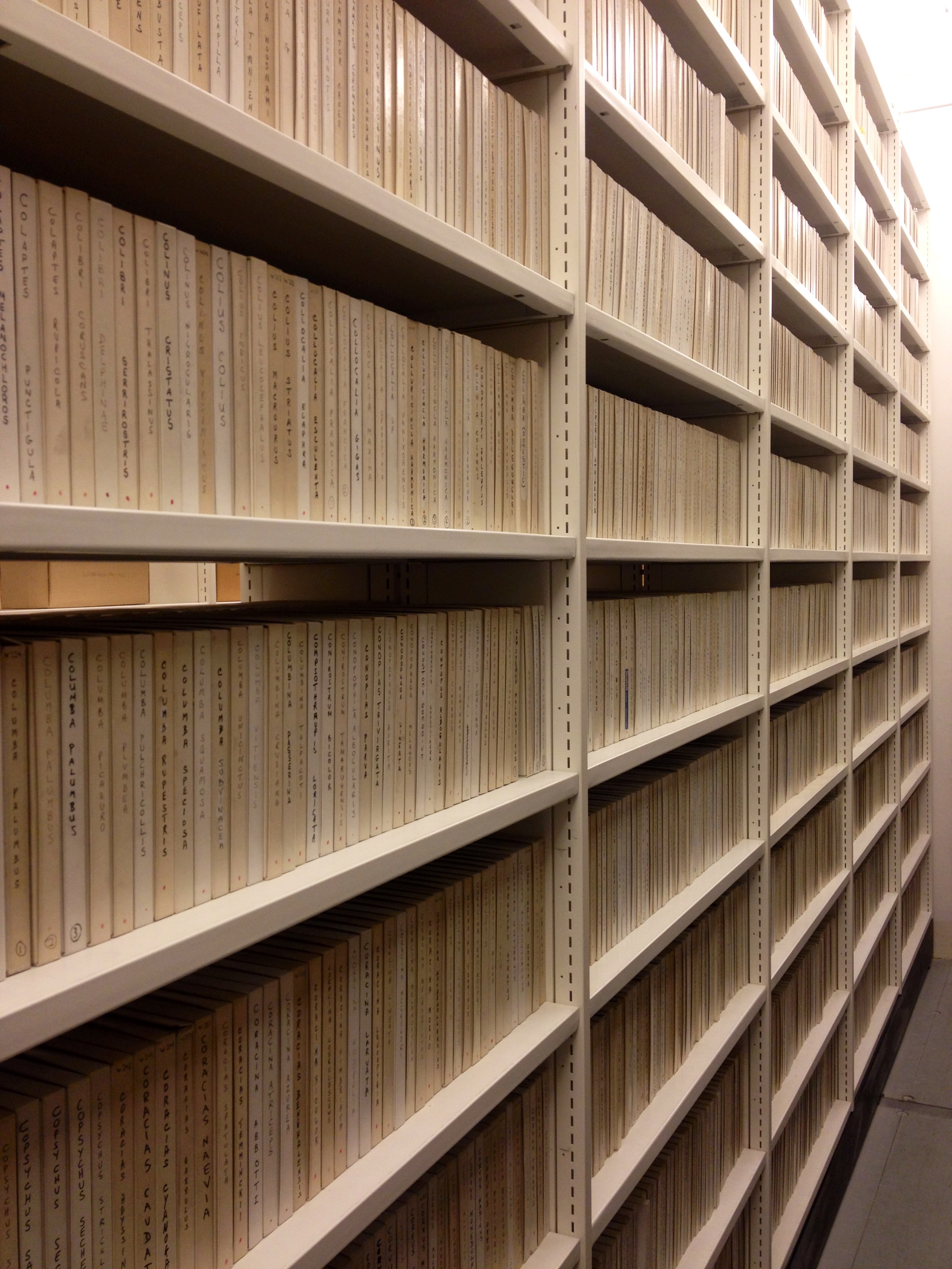 Section of the British Library’s 7000 species reels containing more than 30,000 individual recordings of birds, mammals, amphibians, fish, reptiles and invertebrates. Image of library records on shelves