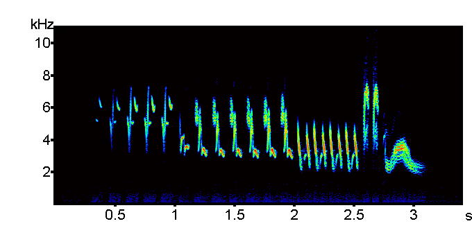 Sonogram of Chaffinch, Fringilla coelebs, song.