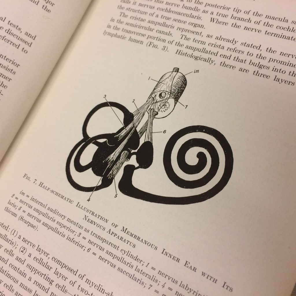 An old black and white illustration of the inner ear.